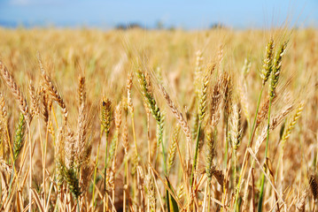 CULTIVO DE CEREALES, TRIGAL