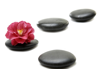 Obraz na płótnie Canvas Red camellia and set of stones