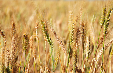 TRIGAL, DETALLES, ESPIGAS