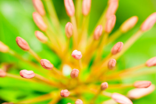 Ixora