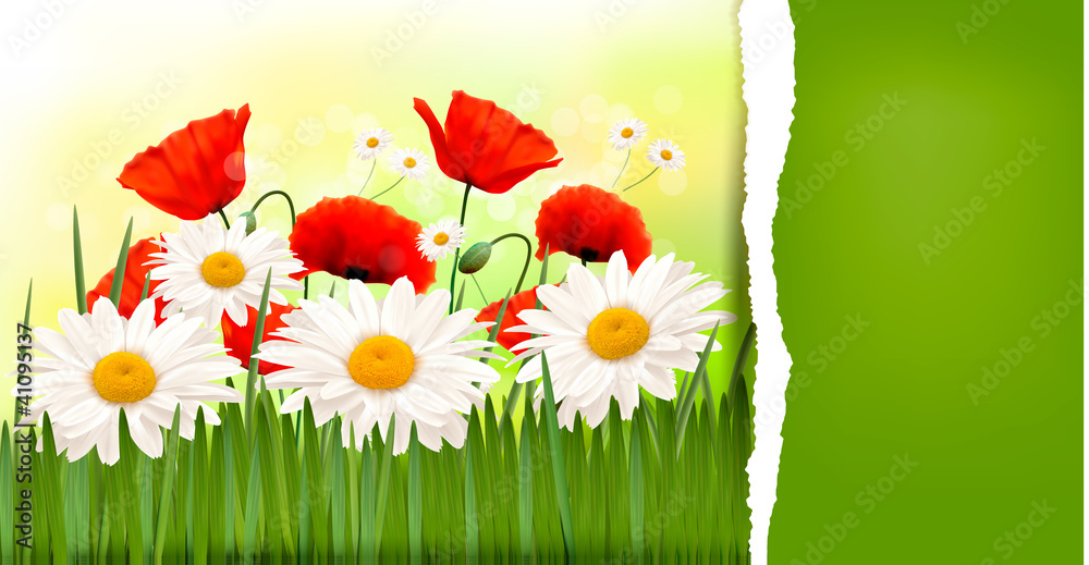 Poster background with poppies and daisies vector