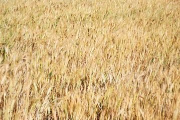 CULTIVOS AGRÍCOLAS, TRIGAL