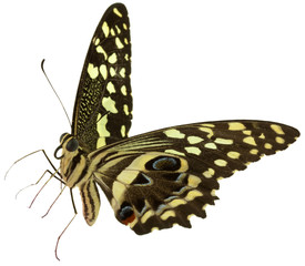 papillon © Unclesam