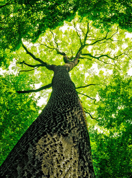 Fototapeta forest