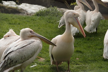 Pelican blanc