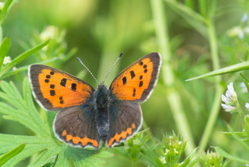 ベニシジミのアップ