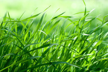 closeup fresh green grass