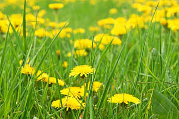 Wiese mit Löwenzahn