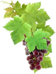 grappe de raisin et feuilles de vigne