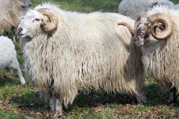 Zwei Walachenschafböcke 