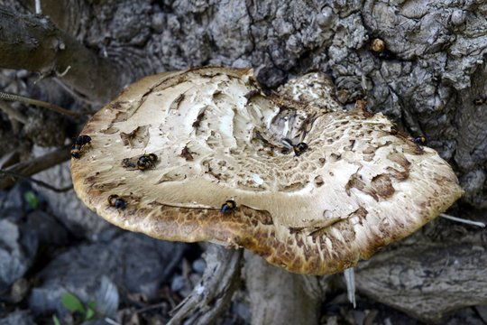mushroom grown on a tree