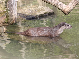 Fischotter im Wasser