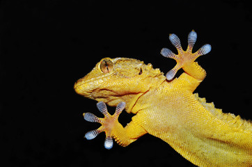 gecko lizard showing his adesive fingers