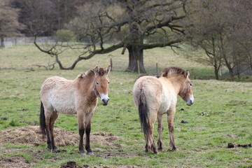 Zwei Przewalskipferde vor alter Eiche