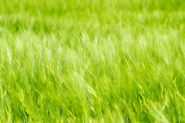 spéculation sur le blé