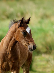 Welsh Foal