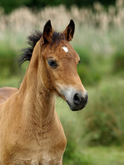 Welsh Foal Headshot