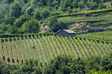 Vineyards in Valle d'Aosta