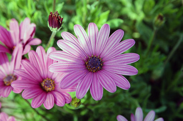 Obraz premium margheritona