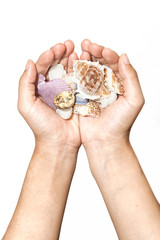 Shellfish on two hand with white background