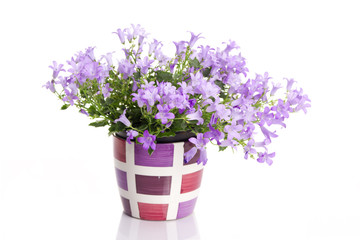 Naklejka na ściany i meble flower in flower pot