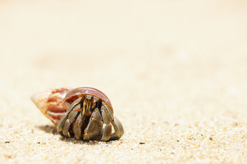 Hermit Crab on a beach