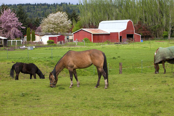 Fototapeta na wymiar Horses grazing.
