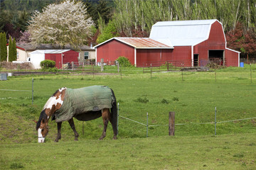 Fototapeta na wymiar Horse grazing.