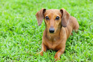 dachshund dog in park