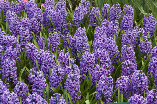 Giacinti viola