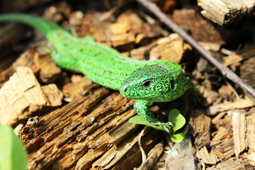 Bright green lizard.