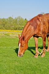 A brown horse grazing