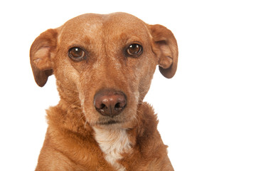 Portrait of brown dog