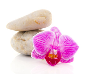 Fototapeta na wymiar Pink Orchid and white pebbles