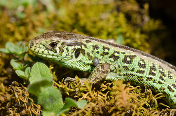 Zauneidechse, Sand lizard, Lacerta agilis