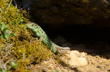 Zauneidechse, Sand lizard, Lacerta agilis