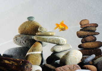 goldfish in aquarium over well-arranged zen stone