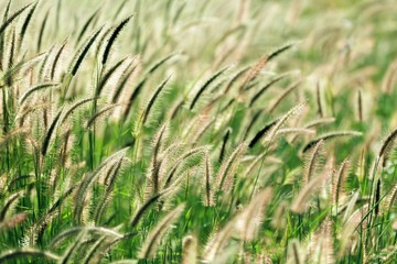 grass under sunlight