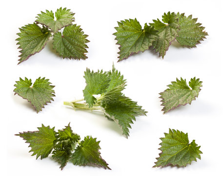 Stinging  fresh Nettle
