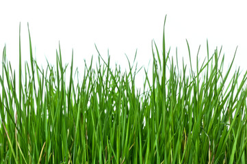 Obraz premium Grass on white background horizontal