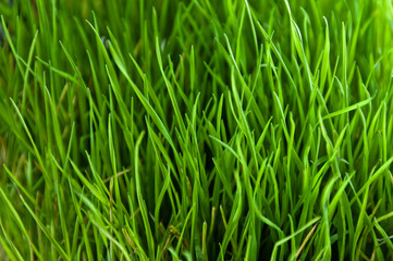 Fototapeta na wymiar Green grass close up pattern