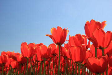 Obraz premium Red tulips with a touch of yellow on a field