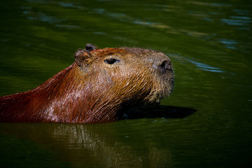 Capivara