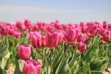 purple pink tulips in the sunlight