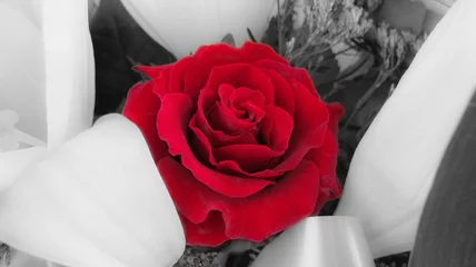 Papier Peint photo autocollant Rouge, noir, blanc Des roses