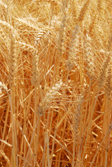 Summer Wheat