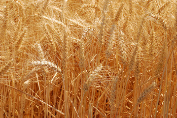 Summer Wheat