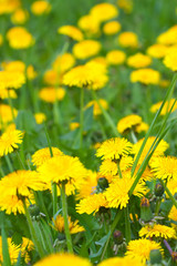Obraz premium Green field with yellow dandelions