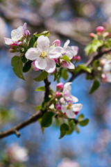 blooming apple branch
