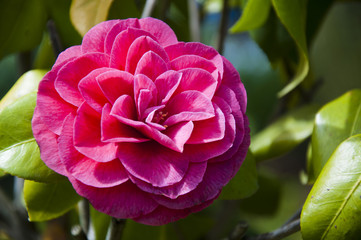 Fototapeta premium Red camellia flower